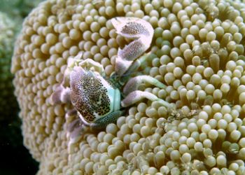 .Porcelain Anomone Crab, Milne Bay PNG D-100 by Andy Lerner 